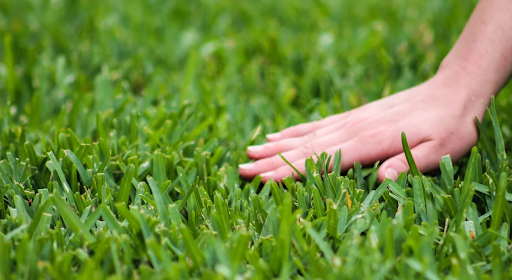 Why St. Augustine Sod Should Be Your Go-To Solution for a Lush, Green Yard